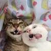 kn_zito