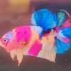 kp.betta.shop