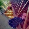 its_me_jhelumigirl5