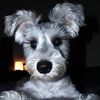 rylieschnauzer