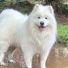 chance_the_samoyed