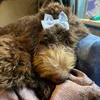 charley_and_bella