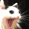 schmalexiaa