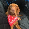 rufus_theredhairedvizsla