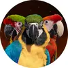 shelbythemacaw