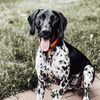 rexthepointer