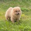 simbathechowwow