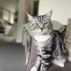 brodie_the_cat