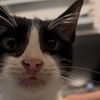 el_ardilla78902