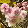 alocin0891