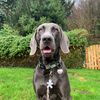 Weimaraner Blue
