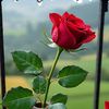 2483_laura