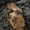 Sunny The Dachshund