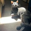 furbabiestok