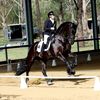 friesianhorseconnection
