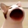 pop_cat2728