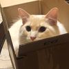 catlnbox