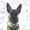 k9arrow_malinois