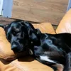 dragou_drtsch