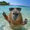 lakaykoids