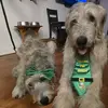 irishwolfhoundmama