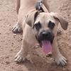 bailey_de_boerboel07