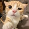 to_ma52