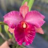 Hug Orchids
