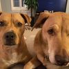 loverofalldogs36