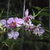 rarancun