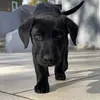 leo_the_labrador_uk