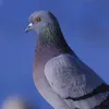ytqf