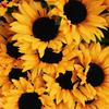 sunflowerlover62