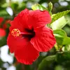 hibiscus230700