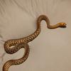 richys_snakes_7