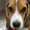 beaglesdog