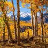 co_cummins03