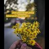 saraabbas234