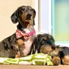 bobbyanddaisydoxies
