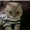 hatj_jj