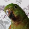 my_parrots10