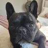 alfredog.bul