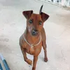 tickthor