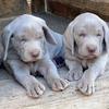 weimaranerchile