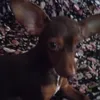 bionce_destruidora_dekid