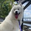 gizmo.the.samoyed