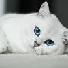 adrysantos9601