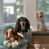 Doxies Meet World