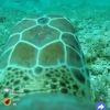 turtletimeturtletime