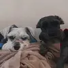 maedoschnauzers